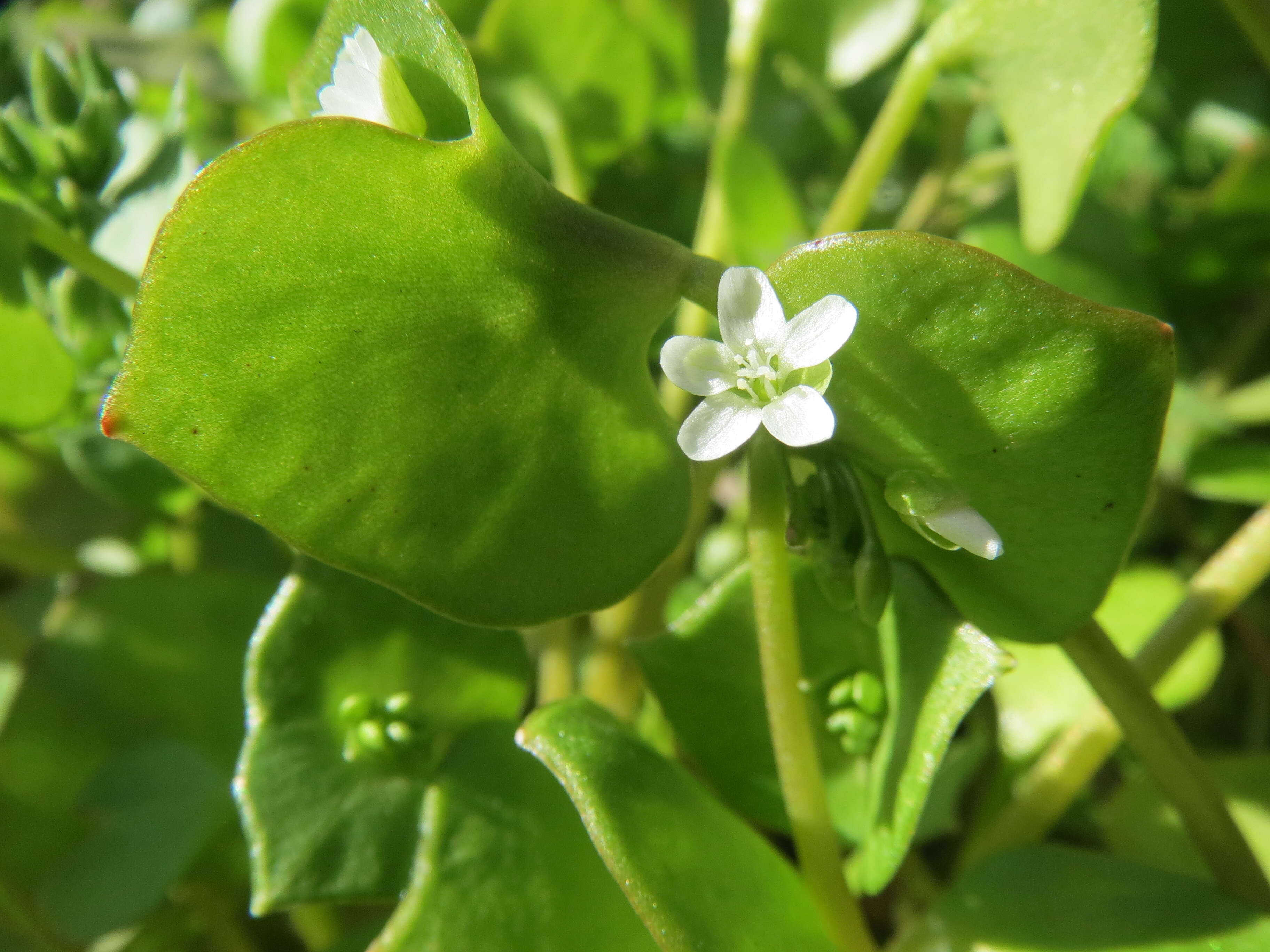 Image of Indian lettuce