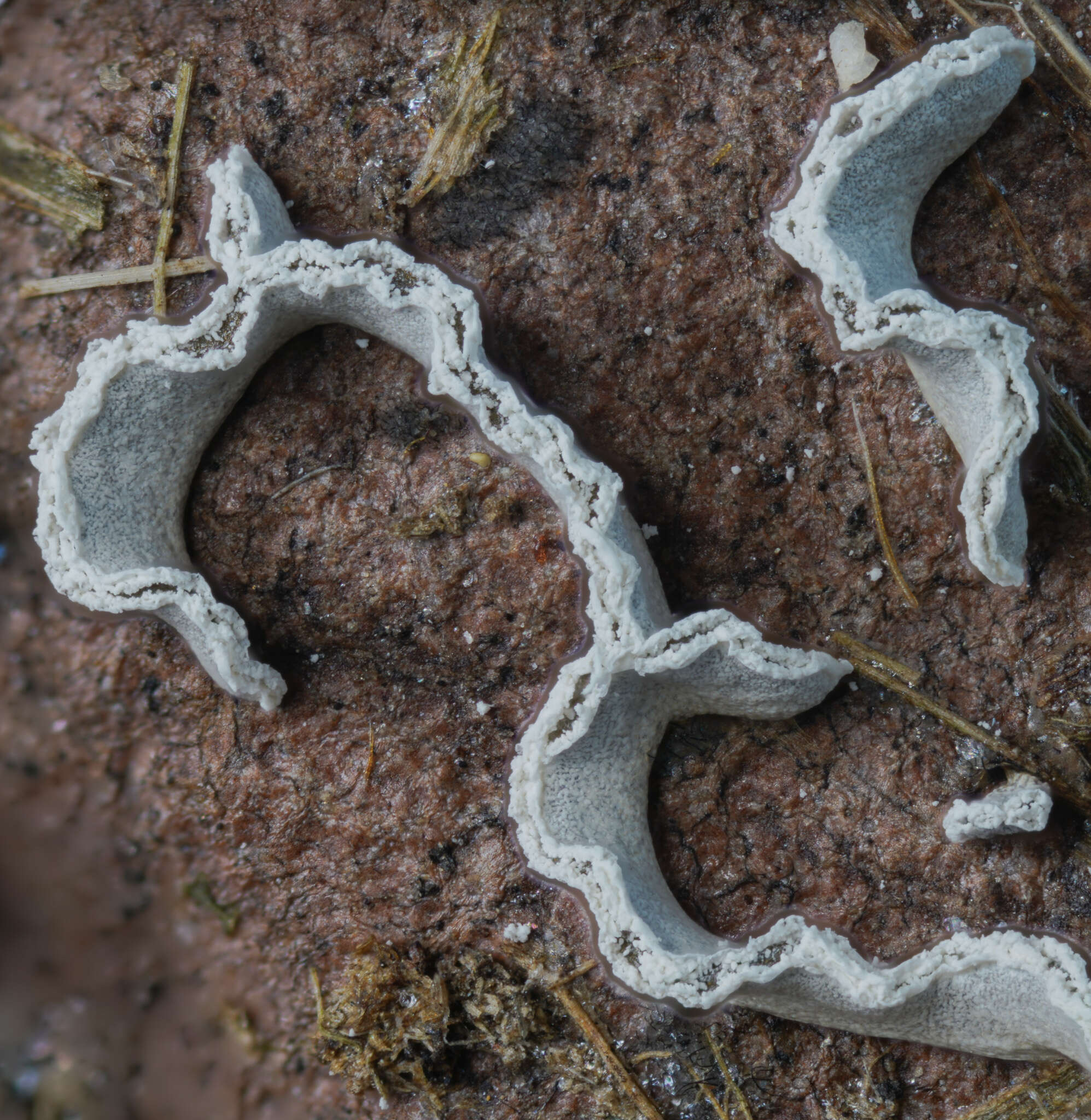 Image of Physarum bivalve