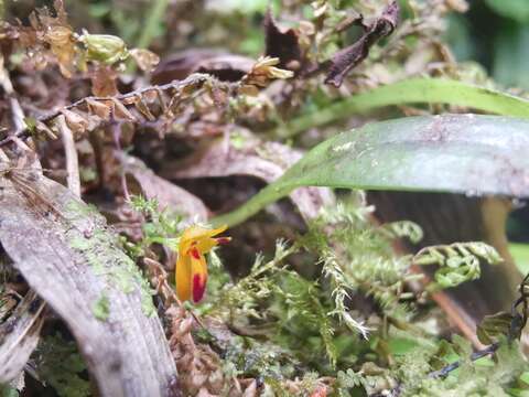 Imagem de Platystele aurea Garay