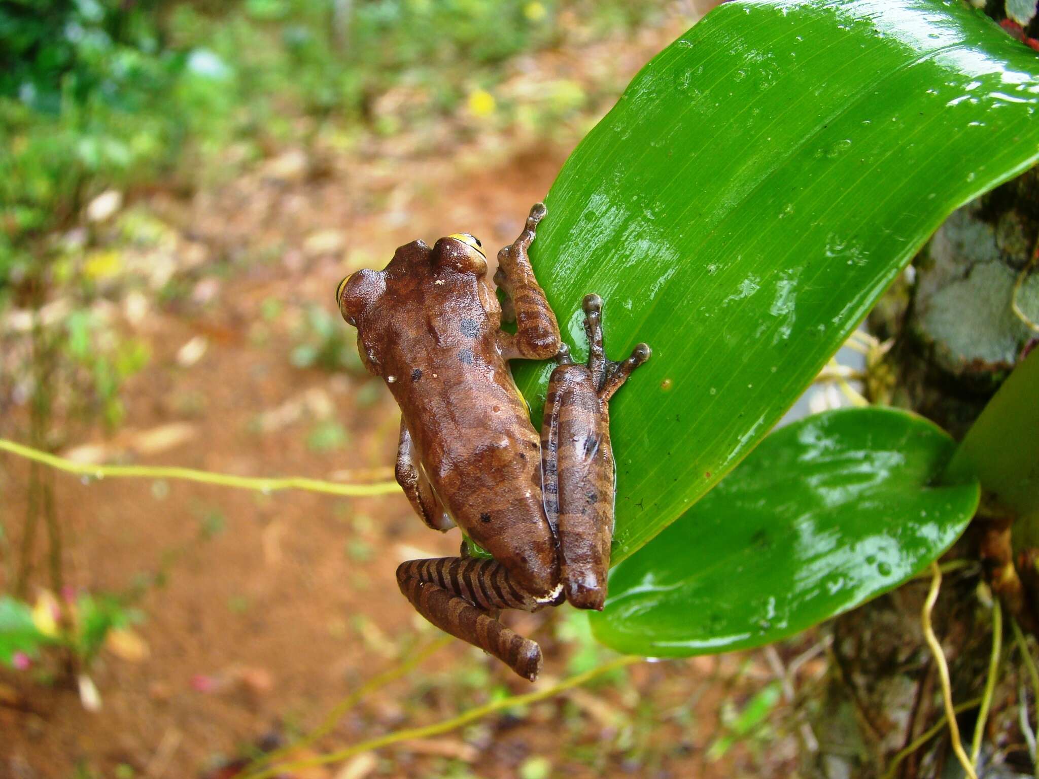 Image of Bokermannohyla caramaschii (Napoli 2005)