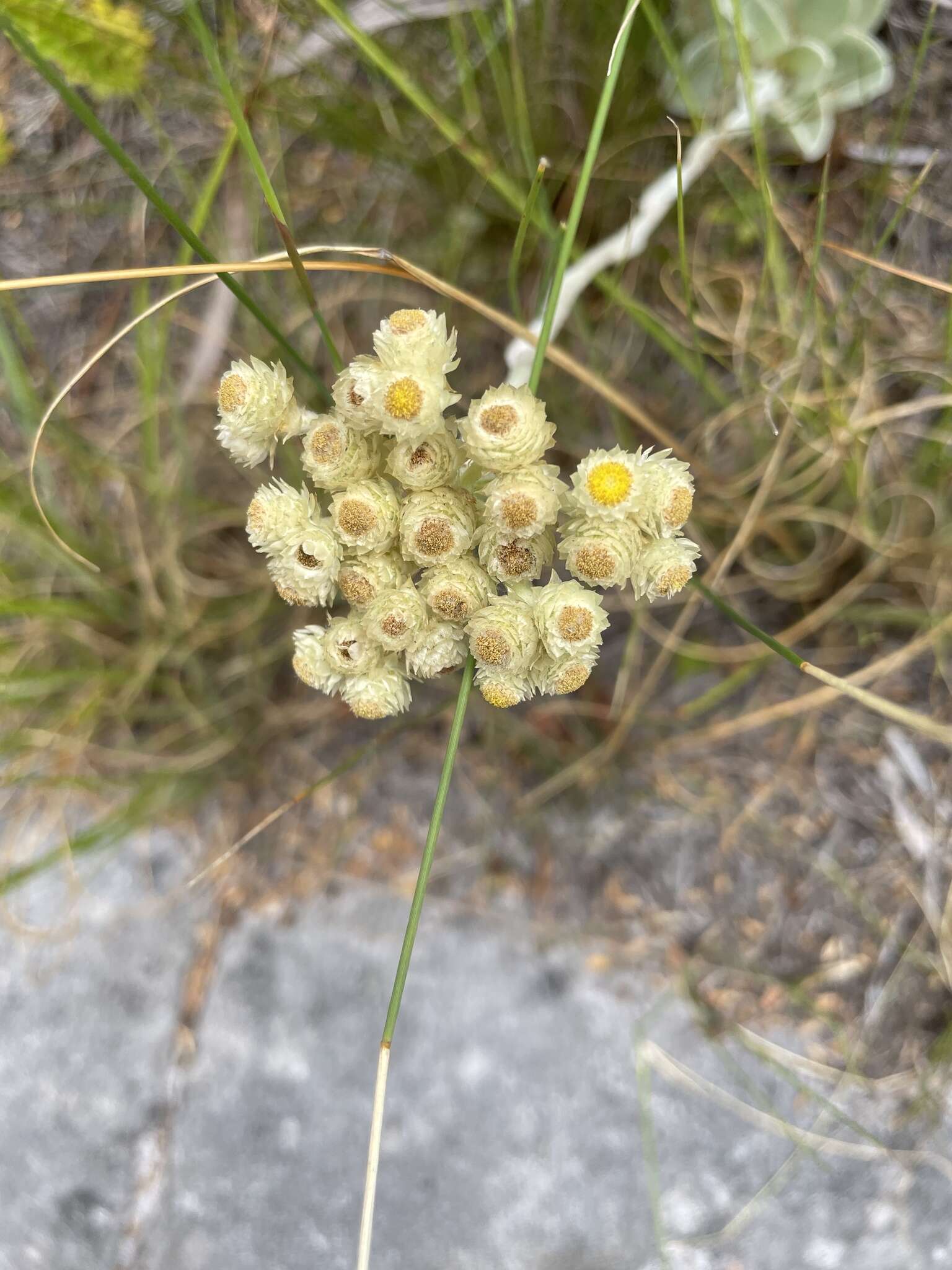 Слика од Helichrysum grandiflorum (L.) D. Don