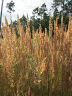 Imagem de Calamagrostis epigejos (L.) Roth