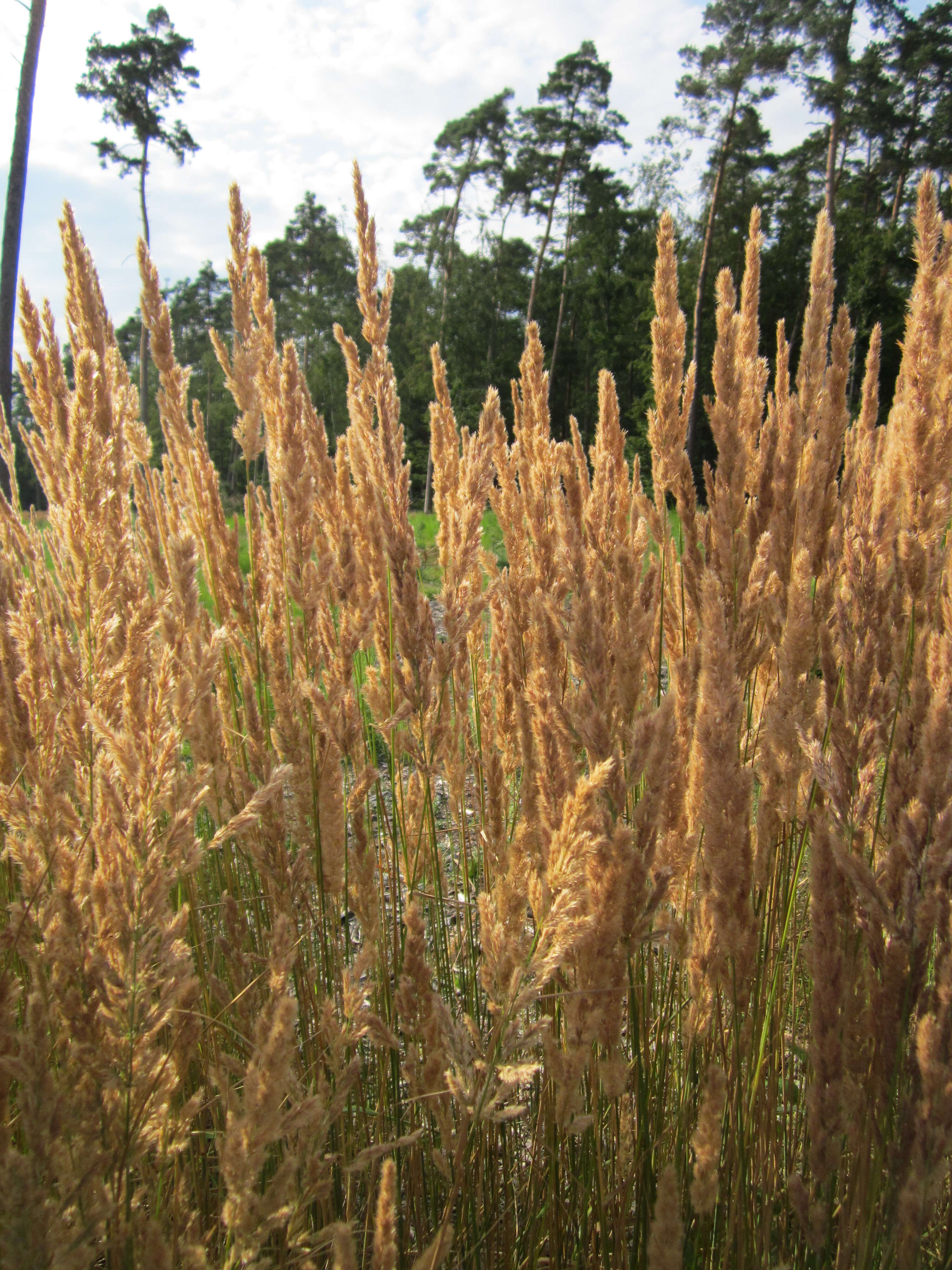 Imagem de Calamagrostis epigejos (L.) Roth