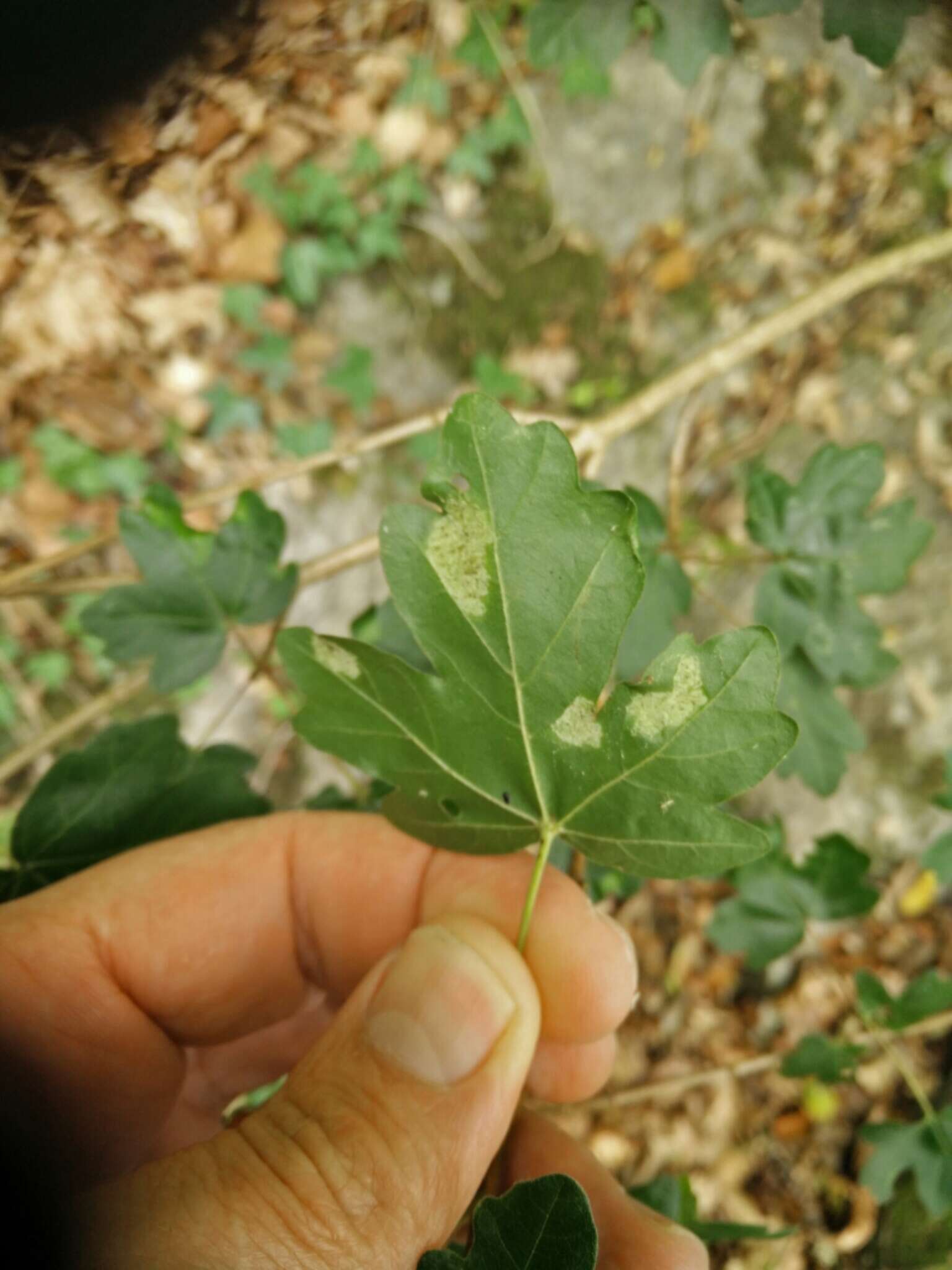 Image of <i>Aceria macrocheluserinea</i>