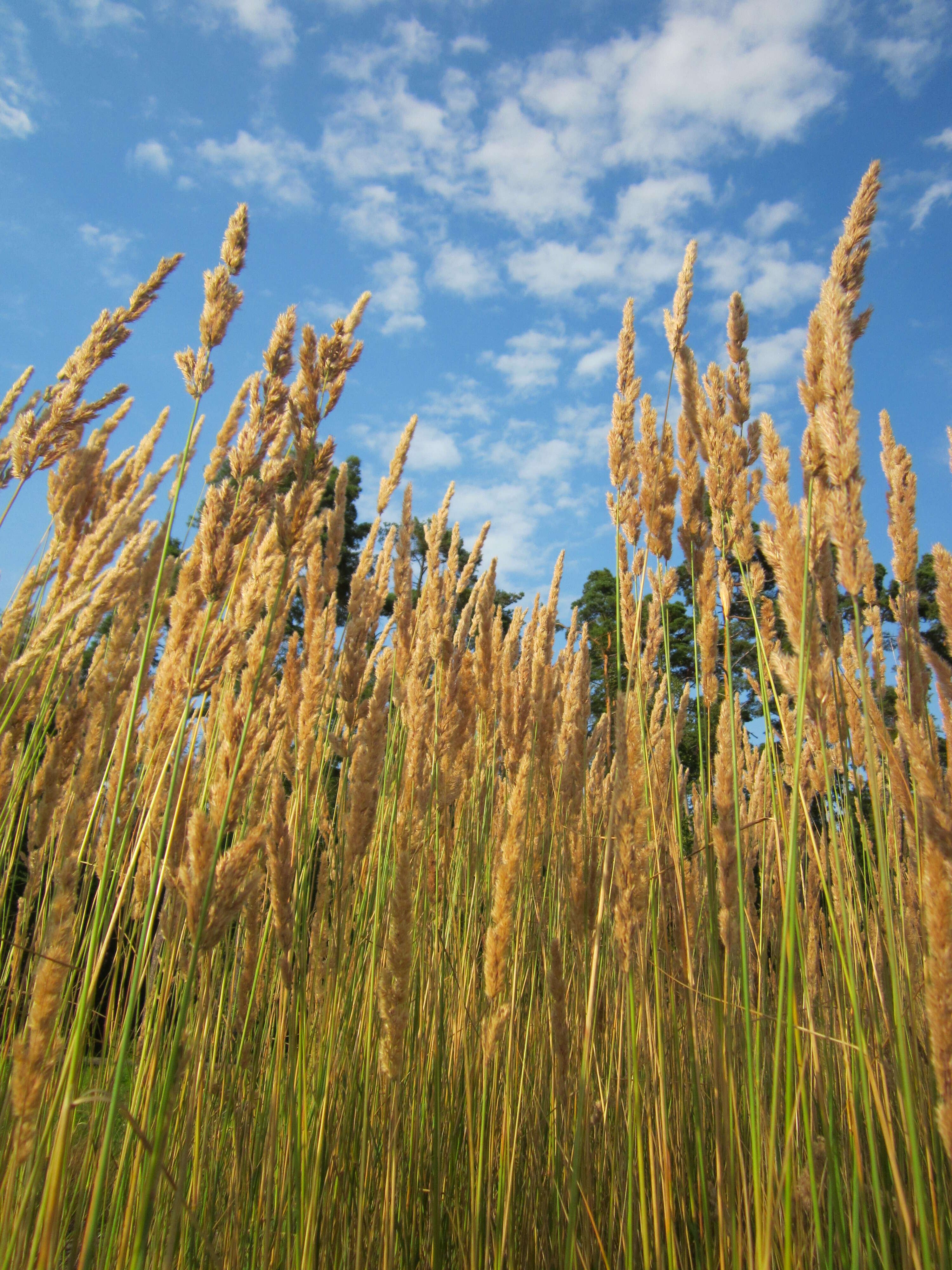 Imagem de Calamagrostis epigejos (L.) Roth