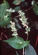 صورة Fallopia scandens (L.) Holub