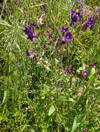 Anchusa hybrida Ten.的圖片