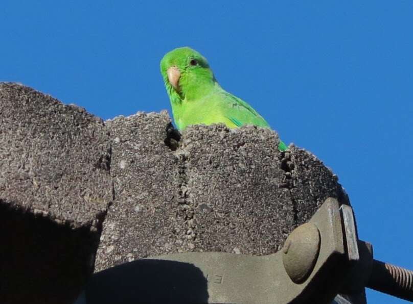 Image of Green-rumped Parrotlet