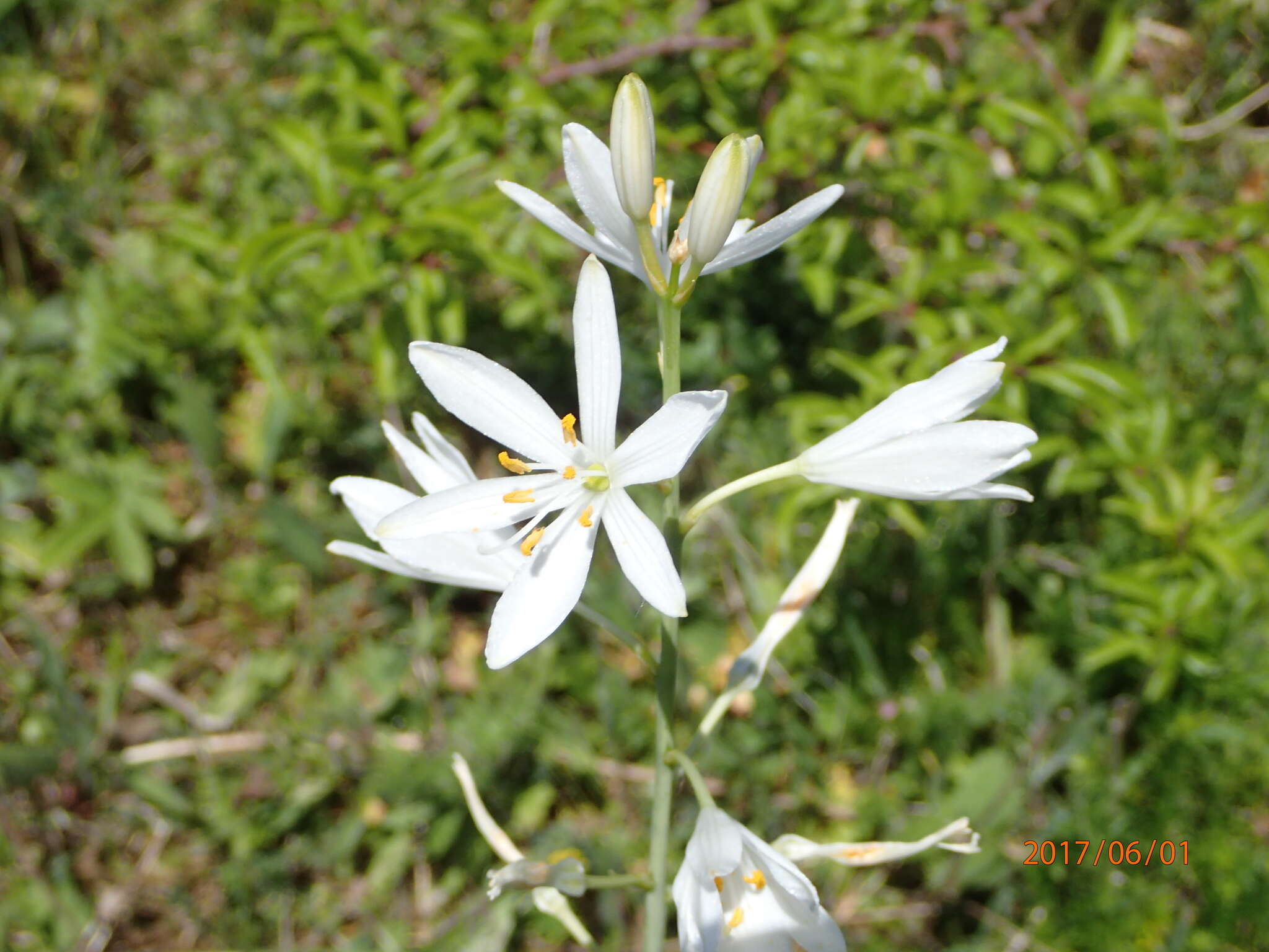 Image of St. Bernard’s lily