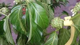 Image of Indian mulberry