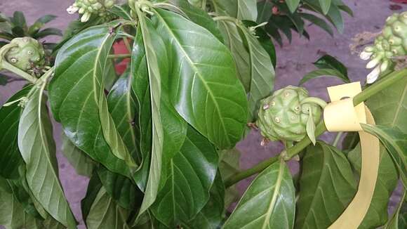 Image of Indian mulberry