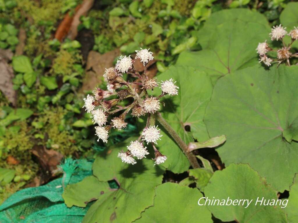 Image of Petasites formosanus Kitam.