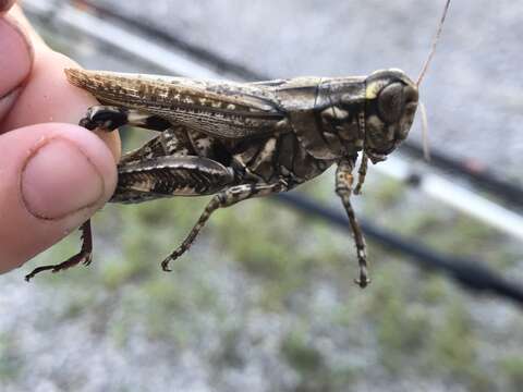 Слика од Melanoplus macclungi Rehn & J. A. G. 1946