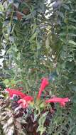 Image of Aeschynanthus radicans Jack