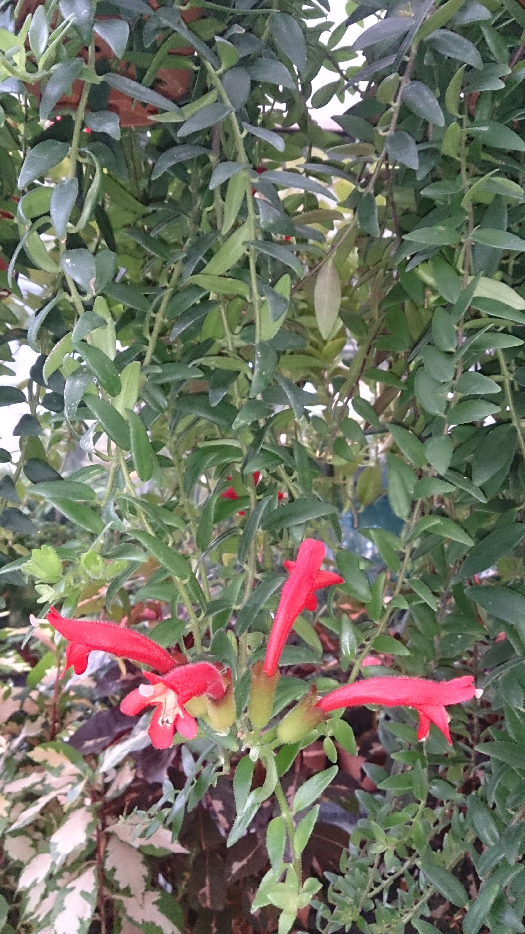 Image of Aeschynanthus radicans Jack