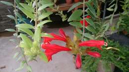 Image of Aeschynanthus radicans Jack