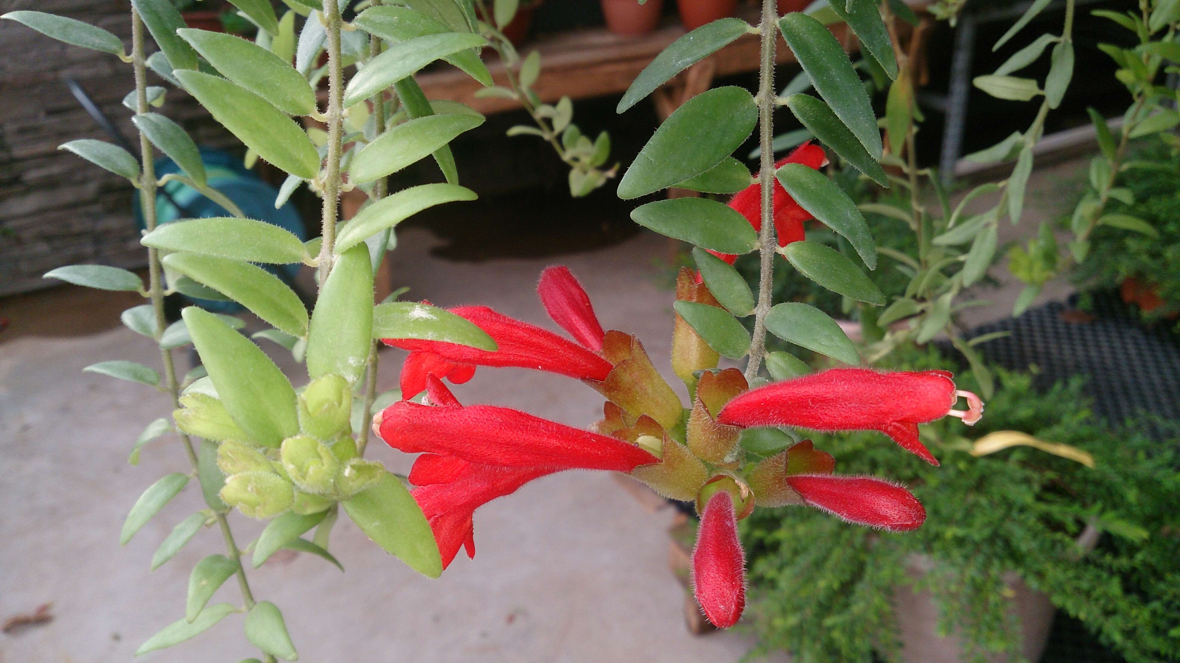 Image of Aeschynanthus radicans Jack