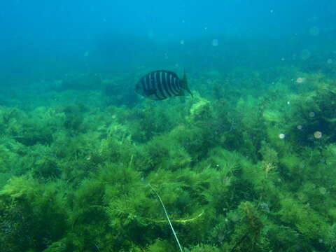 Image of Stripey bream