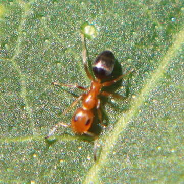 Plancia ëd Turneria bidentata Forel 1895