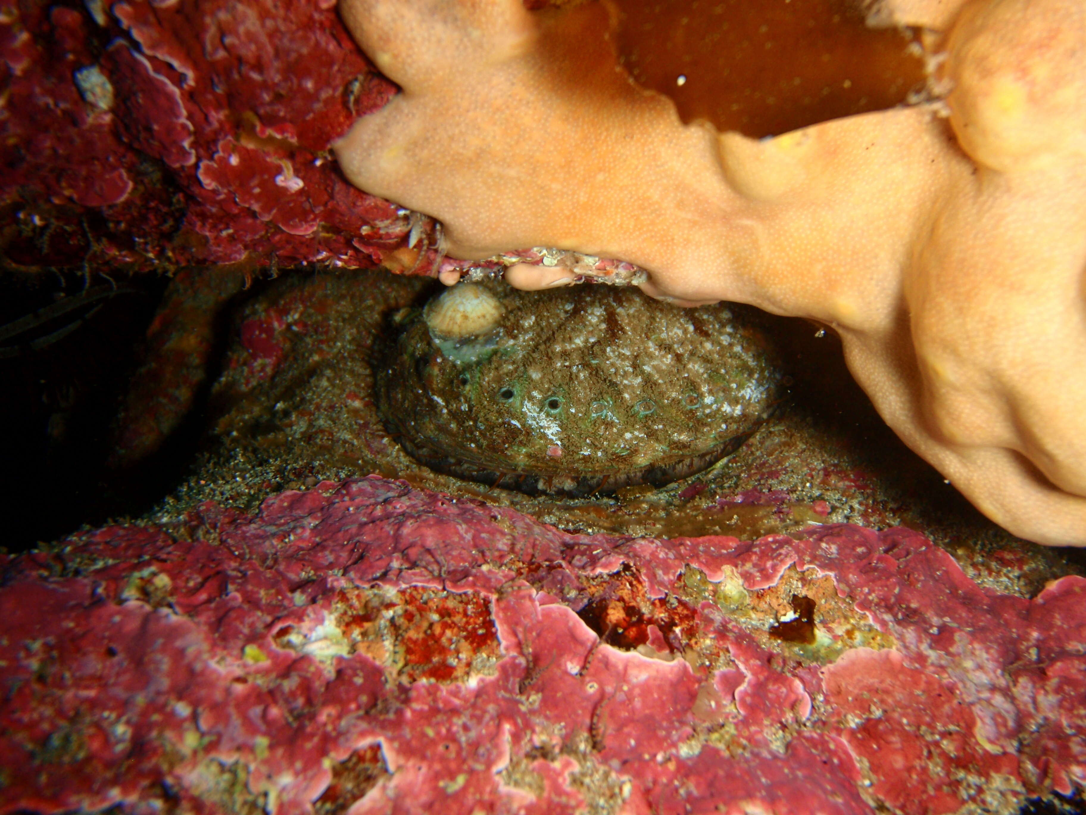 Image of Blacklip abalone