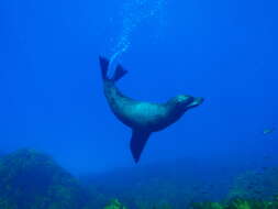 Image of Antipodean Fur Seal