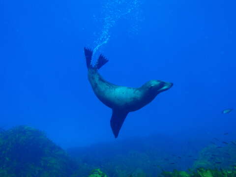 Image of Antipodean Fur Seal