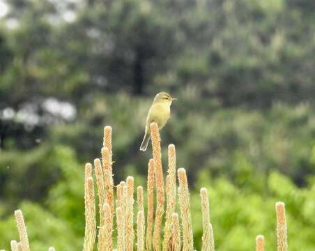 Image of Buff-throated Warbler