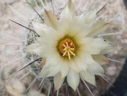 Image of Coryphantha pseudoechinus Boed.