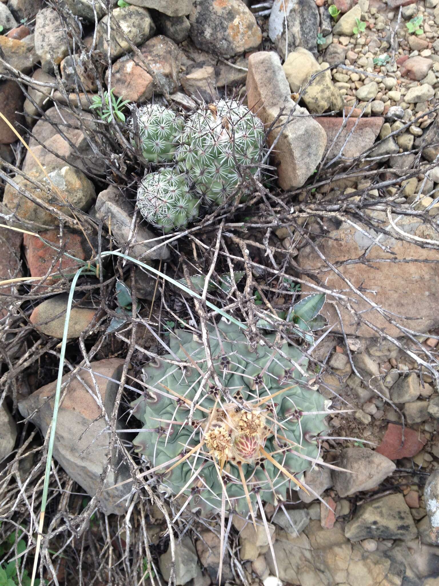 Image of Thelocactus rinconensis (Poselger) Britton & Rose