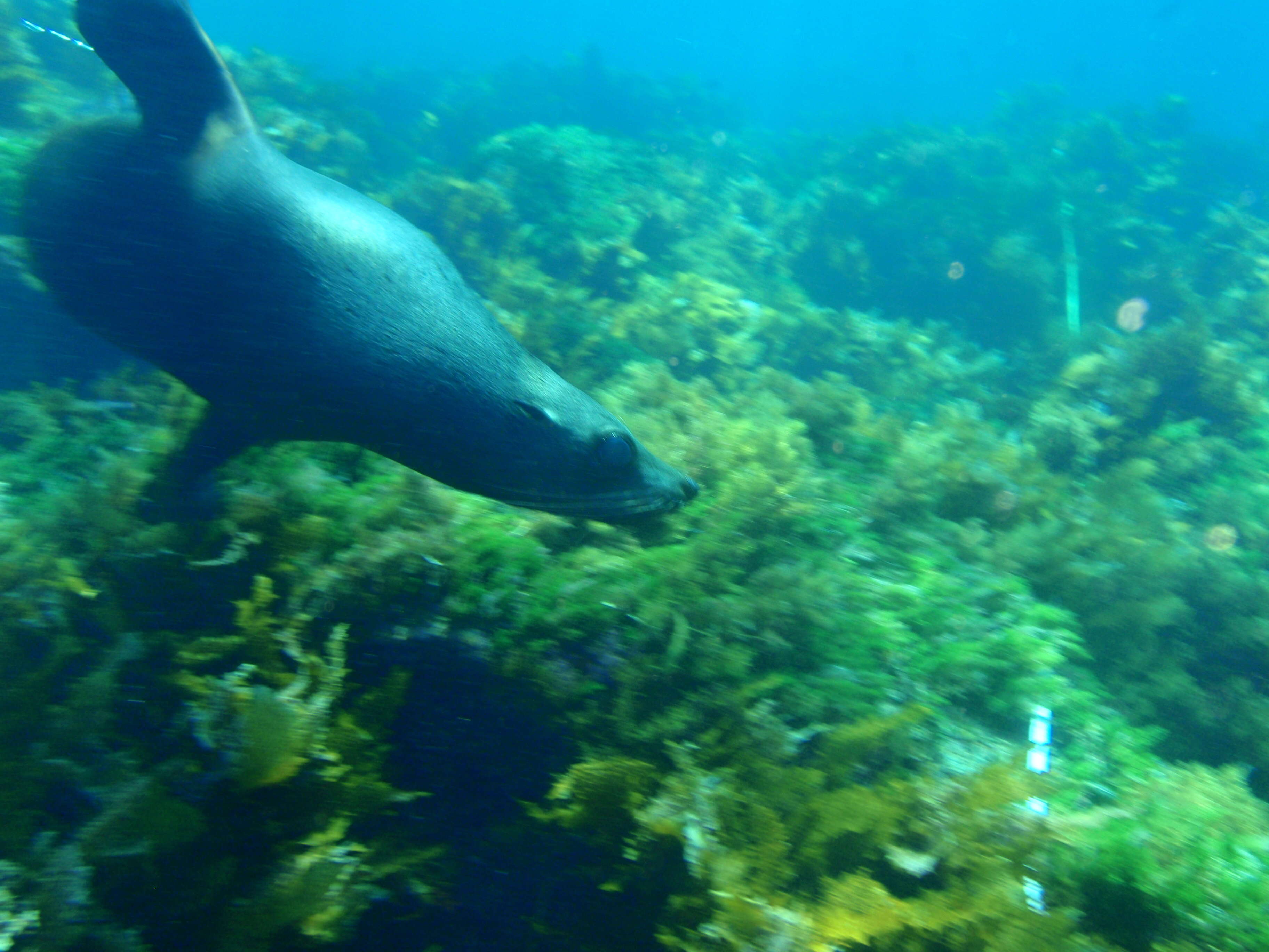 Image of Antipodean Fur Seal