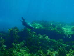 Image of Antipodean Fur Seal