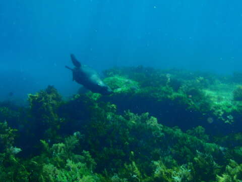 Image of Antipodean Fur Seal