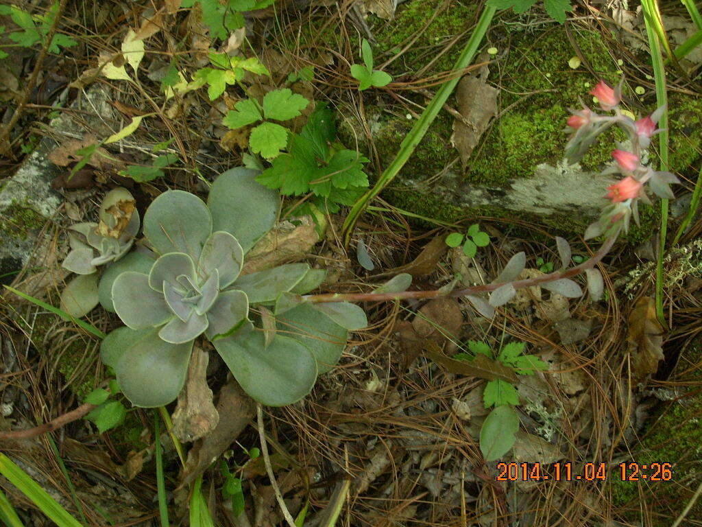 Image of Echeveria grisea Walther