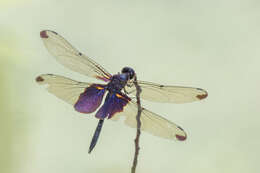 Image of Rhyothemis severini Ris 1913