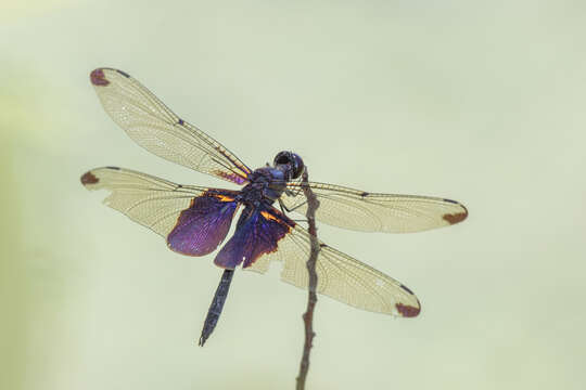 Image of Rhyothemis severini Ris 1913