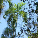 Sivun Carpentaria acuminata (H. Wendl. & Drude) Becc. kuva