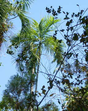 Sivun Carpentaria acuminata (H. Wendl. & Drude) Becc. kuva