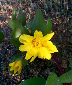 Image of Bolander's mule-ears