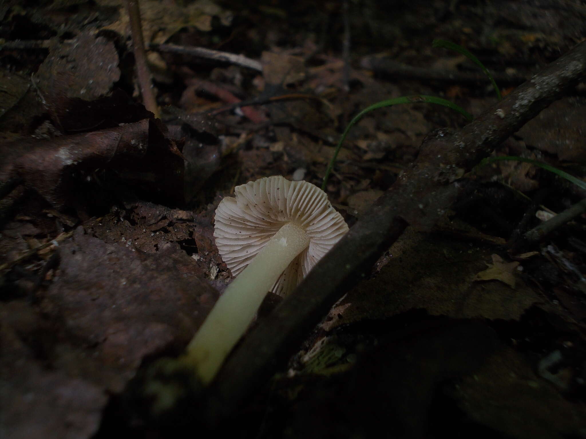 Image of Inocybe mixtilis (Britzelm.) Sacc. 1887