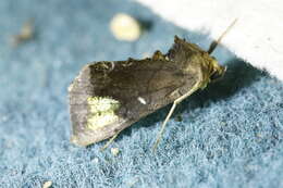 Image of scarce burnished brass