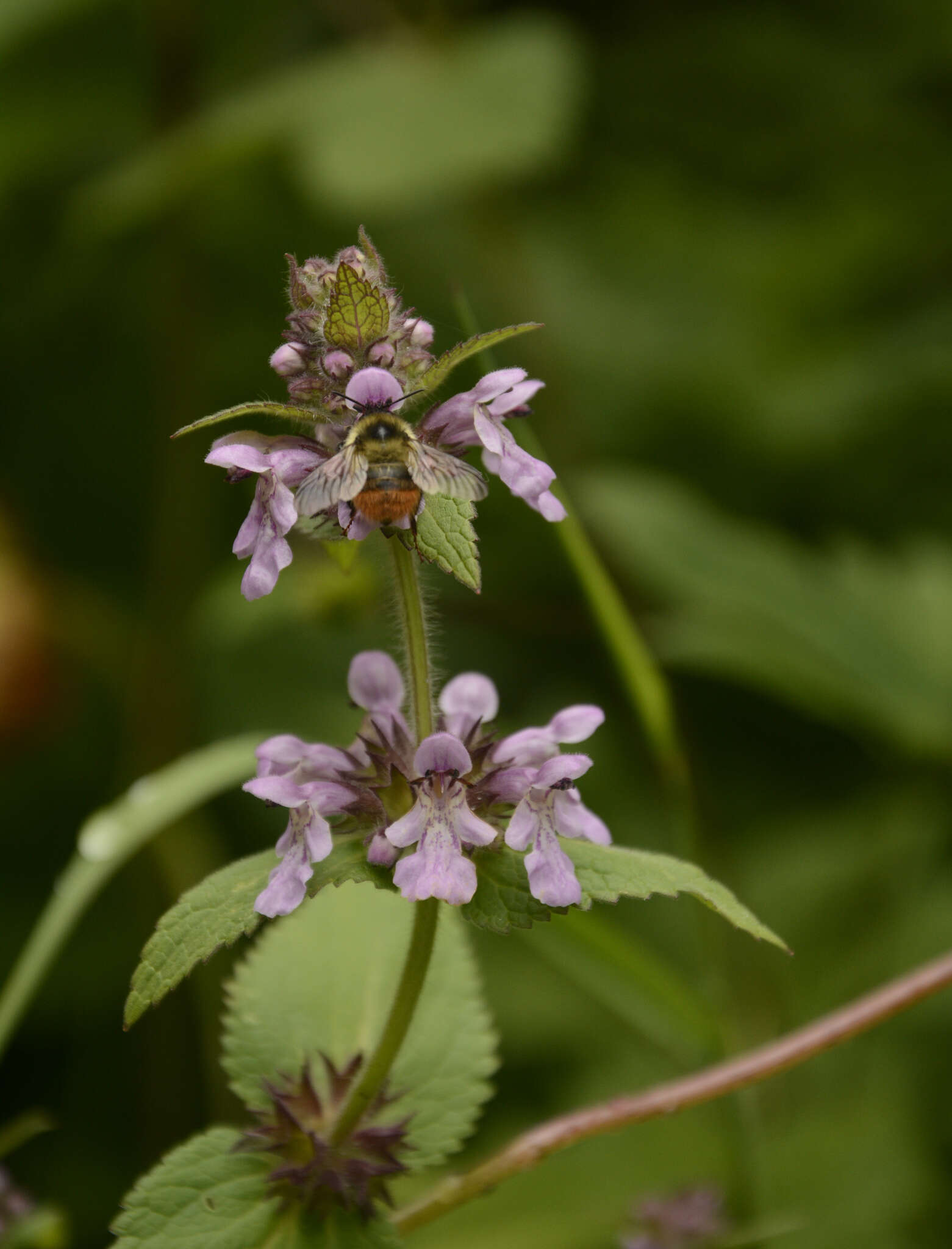 Stachys melissifolia Benth. resmi