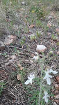 Sivun Teucrium pseudochamaepitys L. kuva