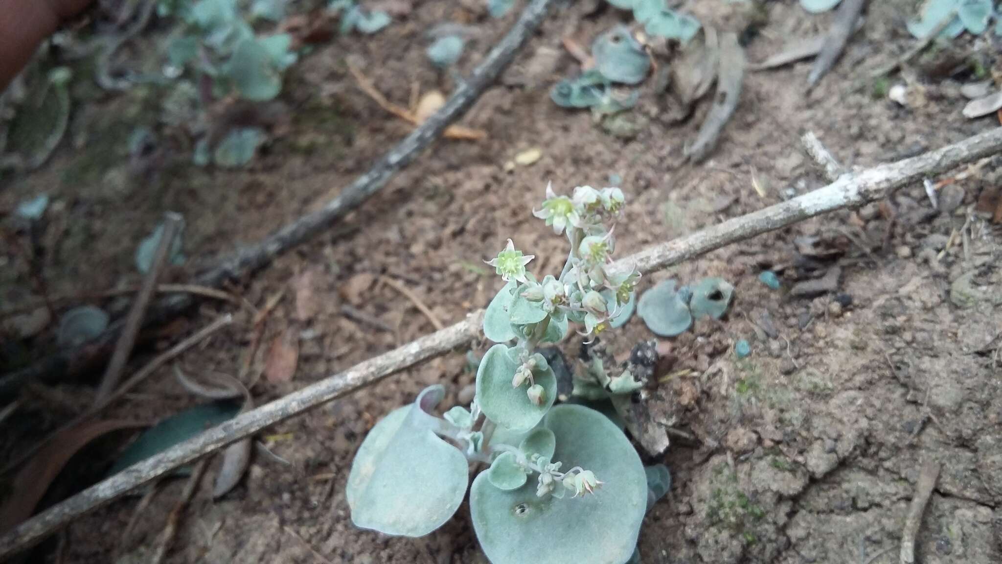 Image of Crassula nemorosa (Eckl. & Zeyh.) Endl. ex Walp.