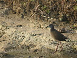 Image of Brown Crake