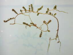 Image of sea grapes