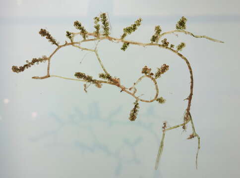 Image of sea grapes