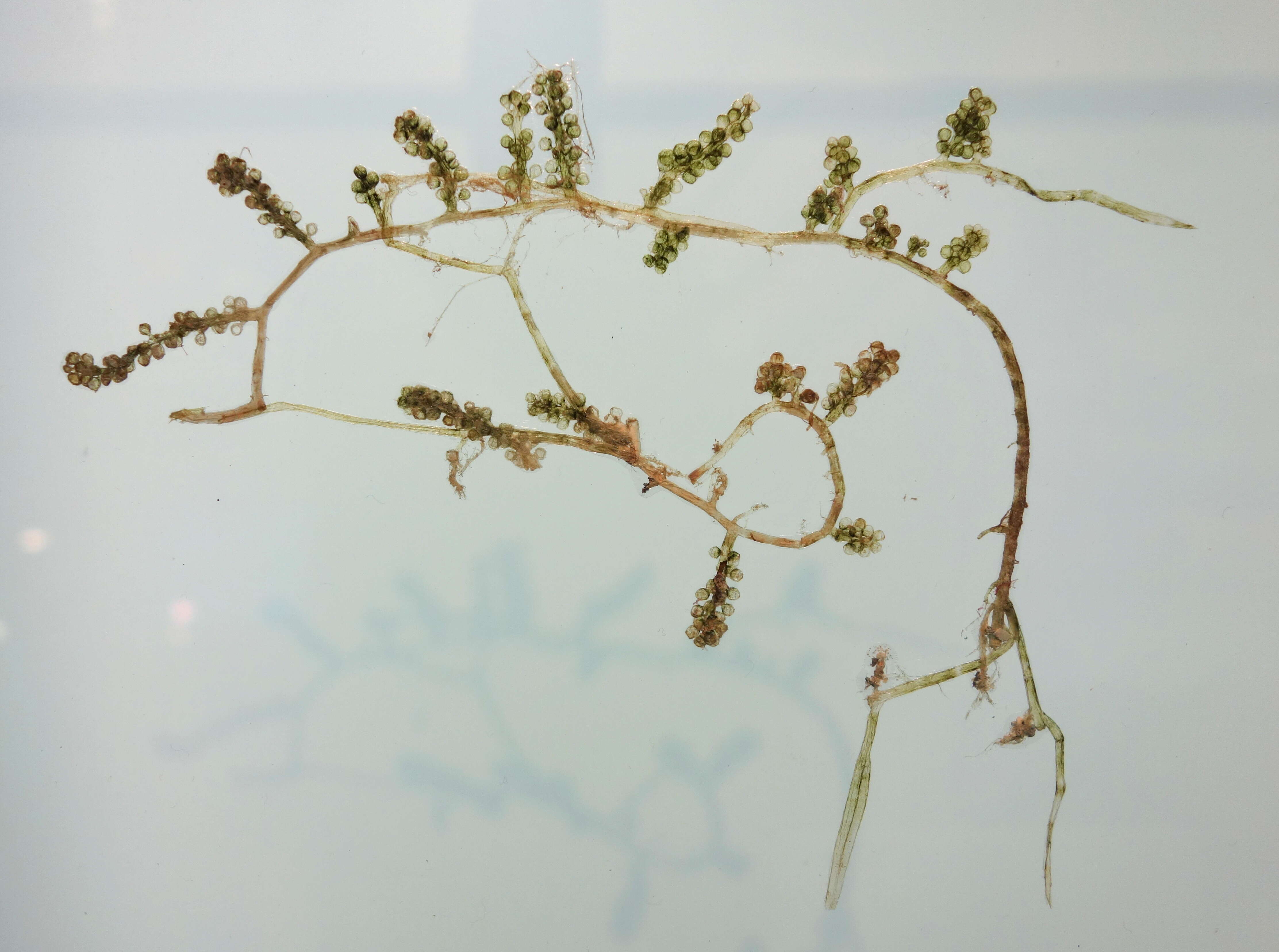 Image of sea grapes