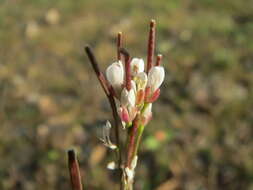 Image of hairy bittercress