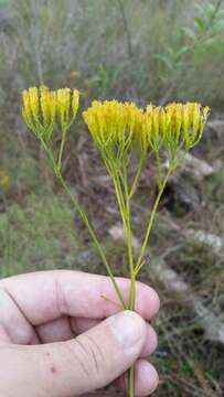 Image of pineland rayless goldenrod