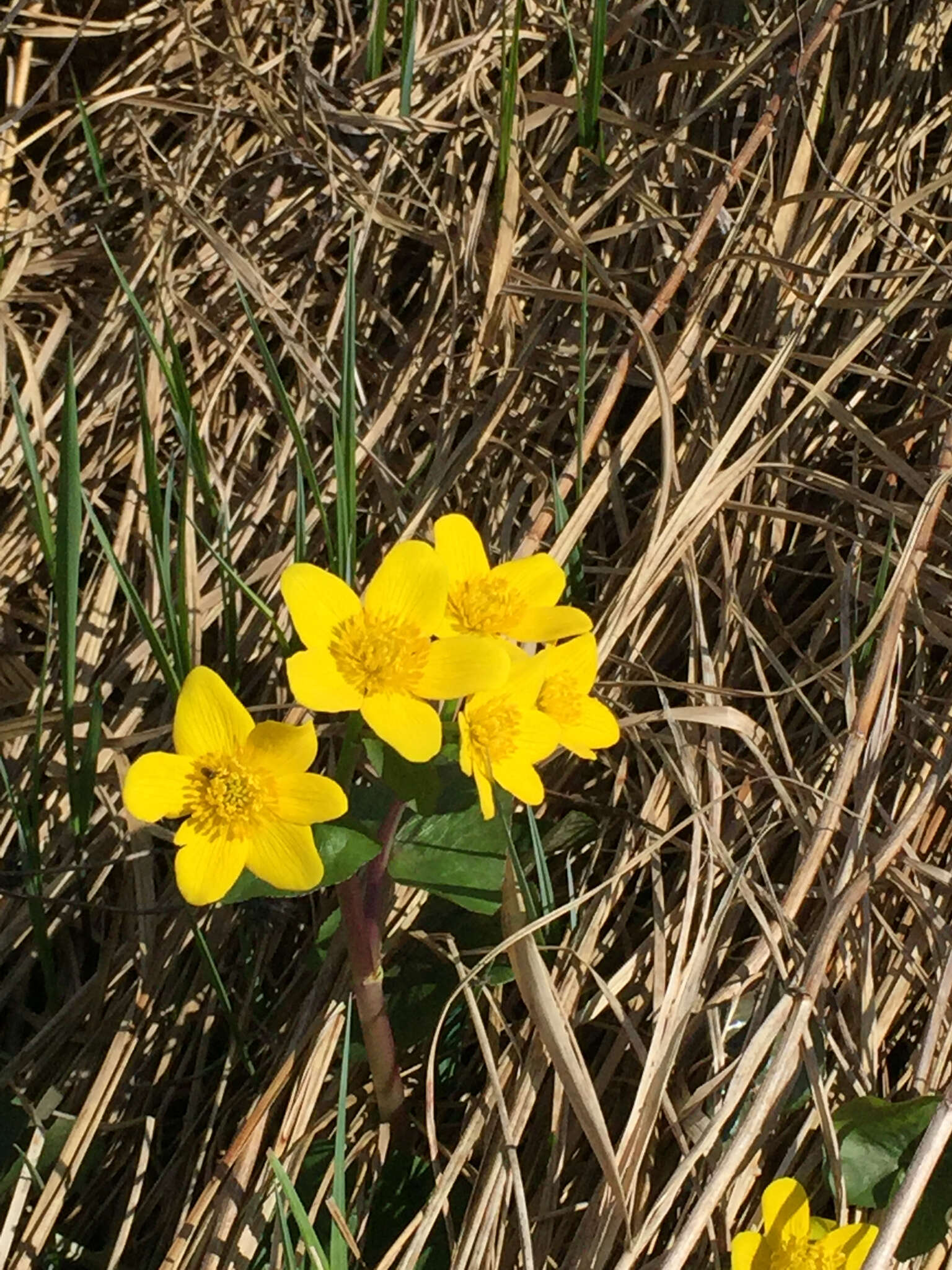 Image of yellow marsh marigold